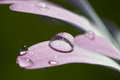 Free Petal Droplet Stock Image - 6432471