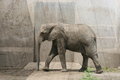 Free African Elephant Royalty Free Stock Photos - 6435048