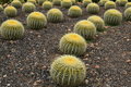 Free Prickly Landscape Stock Images - 6435564