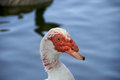 Free Muscovy Red Faced Duck Stock Image - 6437771