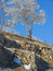 Free Highway Tree Stock Photo - 6433840