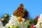 Free Butterfly Royalty Free Stock Images - 6436709