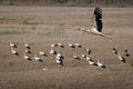Free Flight Of Stork In The Evening Sky Stock Images - 6443204
