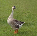 Free Domesticated Goose Stock Image - 6444421
