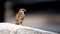 Free Sparrow Royalty Free Stock Images - 6441709