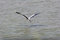 Free Flight Of A Grey Heron Above The River. Royalty Free Stock Image - 6443386