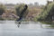 Free Flight Of A Grey Heron Above The River. Royalty Free Stock Photo - 6443395