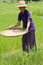Free Old Asian Women Sifts Rice At The Rice-field Royalty Free Stock Photo - 6447885