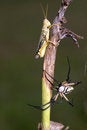 Free Predator And Prey Royalty Free Stock Photo - 6451845