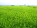 Free Rural Japan Royalty Free Stock Photography - 6453027