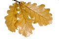 Free Oak Twig Royalty Free Stock Photo - 6455405