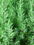 Free Fresh Green Branch Of Pine Tree Royalty Free Stock Images - 6451799