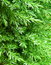 Free Fresh Green Branch Of Pine Tree Stock Images - 6451844