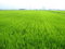 Free Rural Japan Royalty Free Stock Photography - 6453027