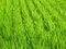 Free Luscious Green Wheat Field Royalty Free Stock Images - 6453029