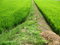 Free Pathway In The Middle Of A Field Stock Images - 6453034