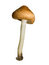 Free Mushroom Royalty Free Stock Image - 6453856