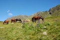 Free Horse Stock Photos - 6462553