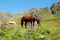 Free Horses Stock Image - 6462601
