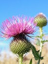 Free Prickly Stock Photos - 6467813