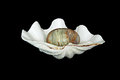 Free Gem Egg Within A White Seashell Stock Image - 6467921