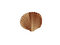 Free Scallop Shell Stock Image - 6463221