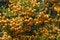 Free Sea-buckthorn Stock Photos - 6468553