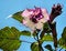 Free Datura Cornucopia Stock Photo - 6469130