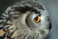 Free Close Up Macro Owl Head Royalty Free Stock Image - 6474296