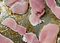 Free Frying A Meat Royalty Free Stock Image - 6472086