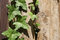 Free Climbing Ivy. Stock Photo - 6472570