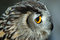 Free Close Up Macro Owl Head Royalty Free Stock Image - 6474296