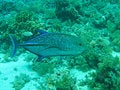 Free Blue Fin Jack Fish Stock Photography - 6480332