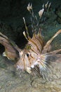 Free Lion Fish During Night Dive Royalty Free Stock Photography - 6481157