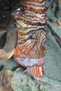 Free Lion Fish Caught Fish Royalty Free Stock Photo - 6481225