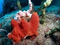 Free Sea Emperor Stock Photos - 6484073