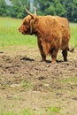 Free Highland Cow Royalty Free Stock Photos - 6486898