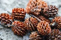 Free Spiky Seed Royalty Free Stock Image - 6487036