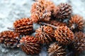 Free Spiky Seed Royalty Free Stock Photos - 6487038