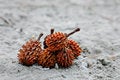 Free Spiky Seed Stock Photos - 6487063
