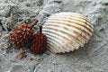 Free Spiky Seed Stock Photos - 6487073