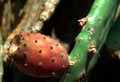 Free Prickly Pear Stock Photos - 6489093
