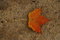 Free Lone Leaf Stock Images - 6480264