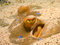 Free Head Of Blue Spotted Stingray Royalty Free Stock Photos - 6480308