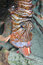 Free Lion Fish Caught Fish Royalty Free Stock Photo - 6481225