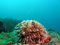Free West Indian Sea Egg Royalty Free Stock Photos - 6484008
