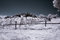Free Infrared Vineyard Royalty Free Stock Photography - 6487617