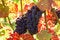 Free Ripe Grapes Stock Image - 6489141