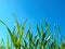 Free Grass And Blue Sky Royalty Free Stock Photos - 6490148