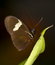 Free Tropical Butterfly Royalty Free Stock Photography - 6491397